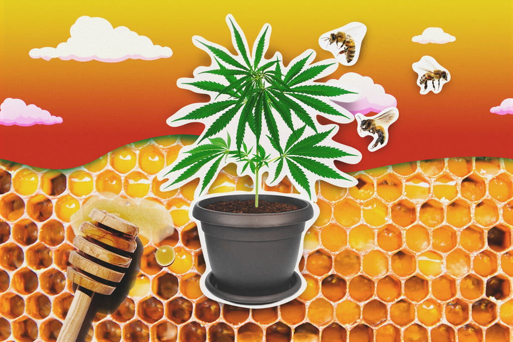 Wie man Honig beim Cannabisanbau einsetzt