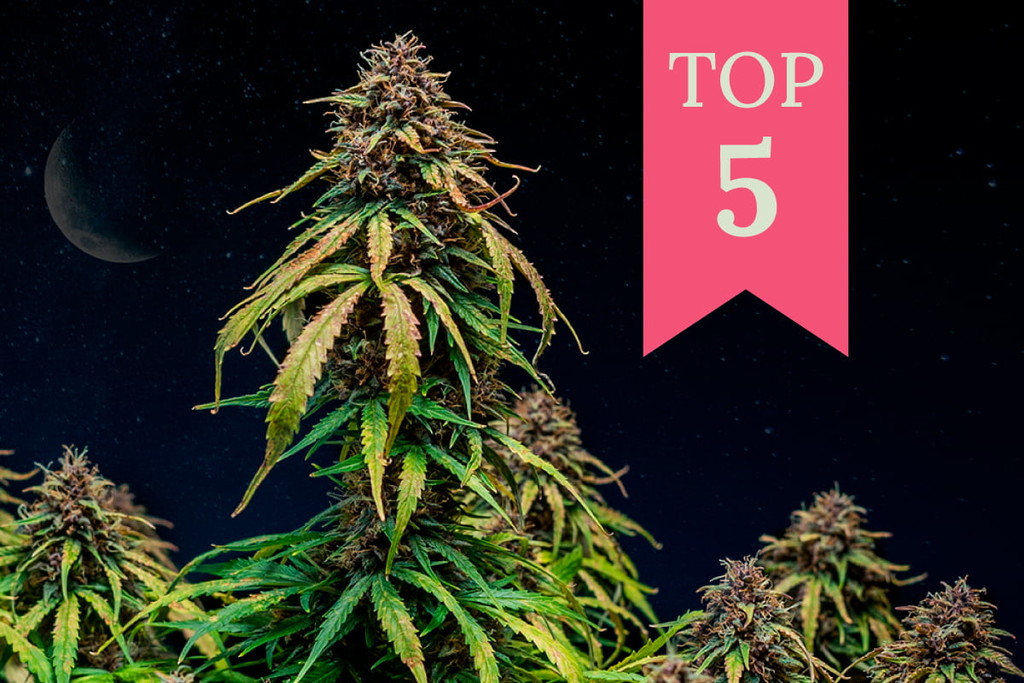 Die Top 5 Cannabissorten, um nach der Arbeit zu entspannen