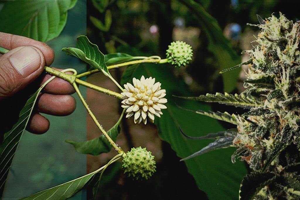 Kratom vs. CBD: Entdecke die Unterschiede