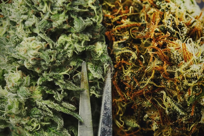 Solltest Du Dein Cannabis von Hand oder maschinell trimmen?