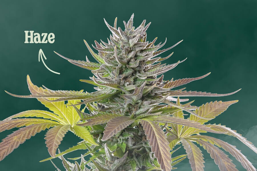 Was ist Haze-Cannabis?