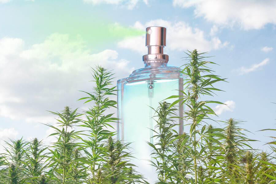 Cannabis-Parfüm: Ein aufblühendes Duftprodukt