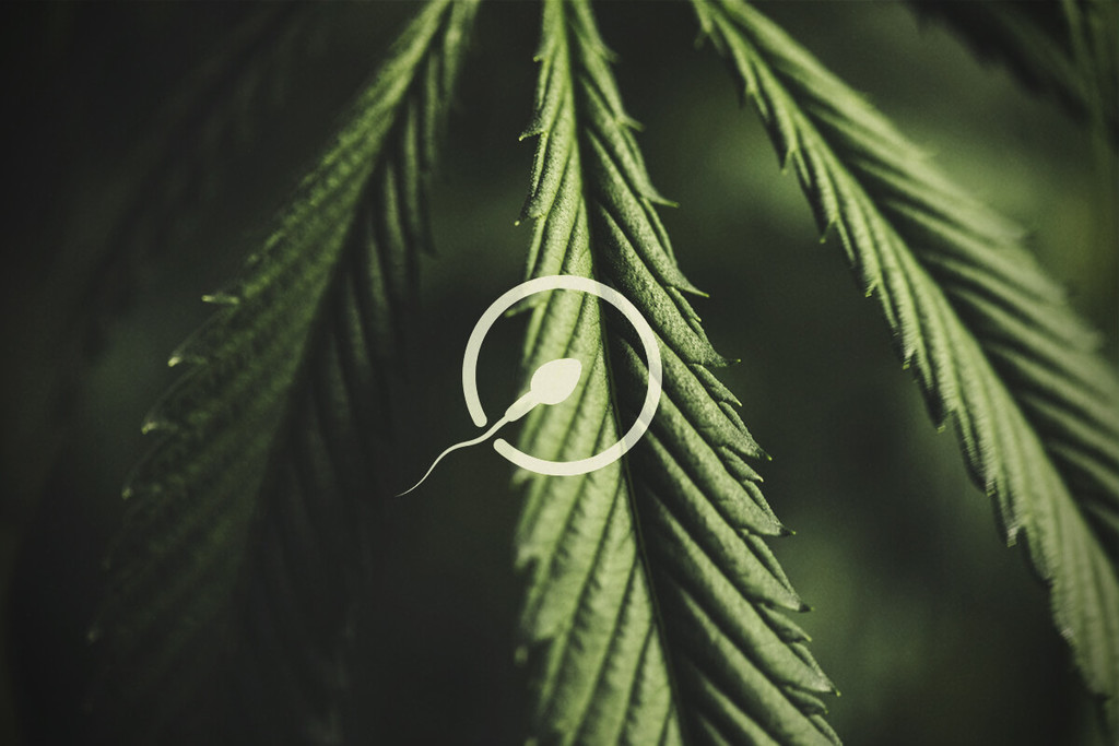 Cannabis und Fruchtbarkeit: Was man darüber wissen muss