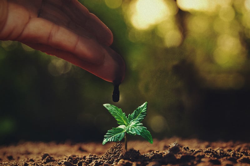 Melasse: eine hervorragende Ergänzung für Cannabispflanzen