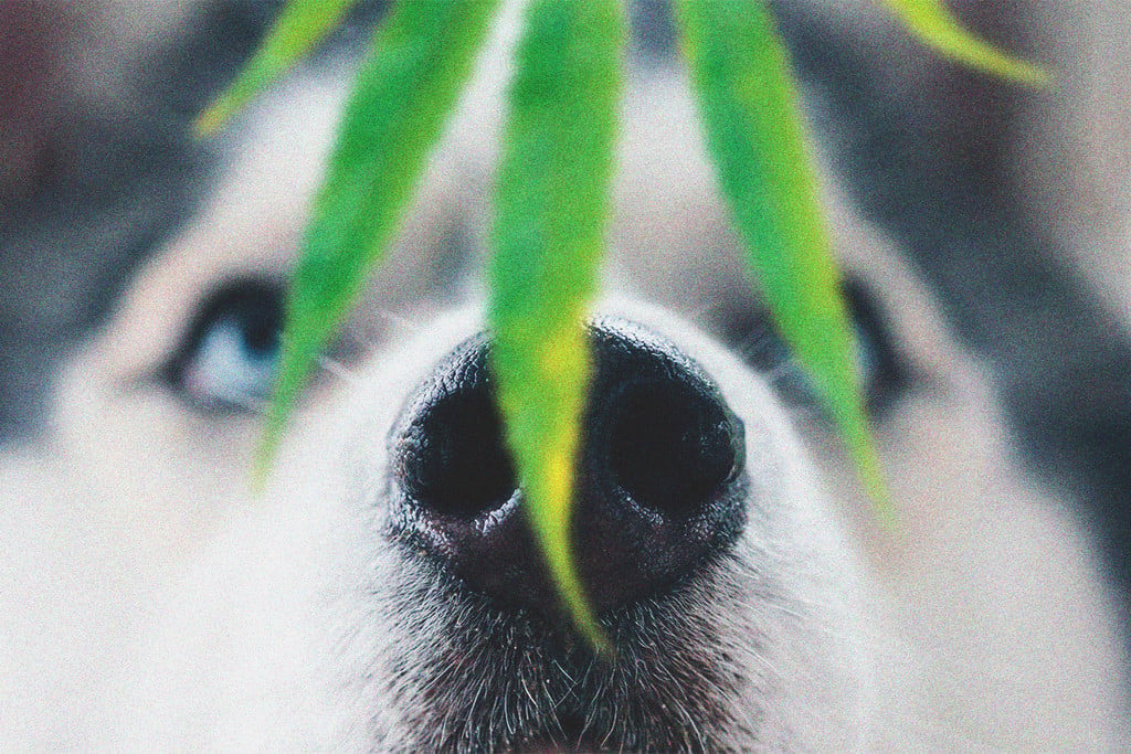 Haustiere und Cannabis-Toxizität: Was ist zu tun, wenn Dein Hund high ist