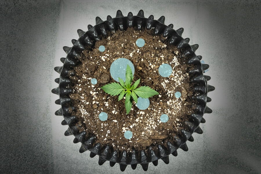 Milchsäurebakterien (MSB): Ein Probiotikum für Cannabispflanzen