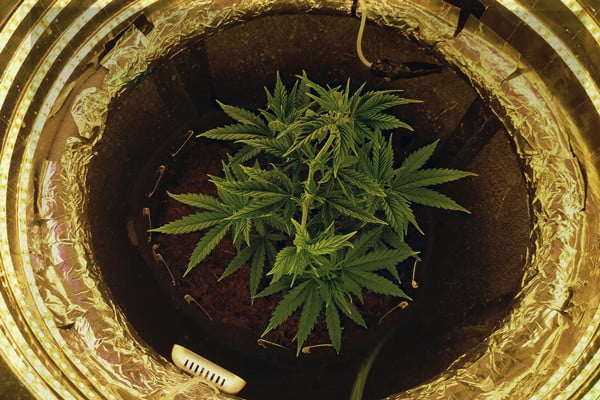 Anfänger-Leitfaden für den Cannabisanbau in einem Space Bucket
