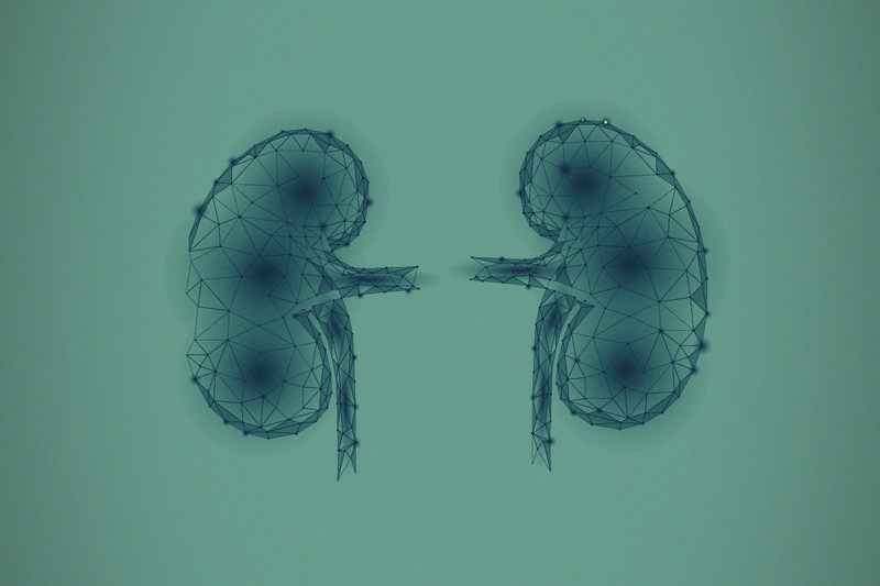 Die Wissenschaft von Cannabinoiden und Nierenerkrankungen