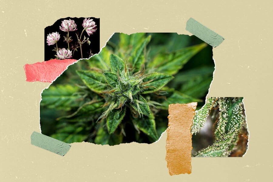 Wie Du Dein Cannabis vor, während und nach der Ernte aromatisierst