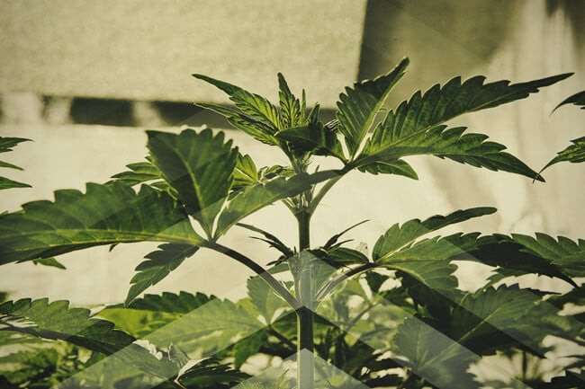 Cannabis so schnell wie möglich anbauen: Alles, was Du wissen musst