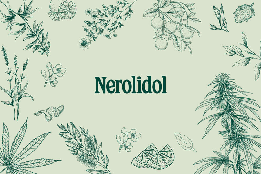 Cannabis Terpene: Nerolidol – Ein vielseitiges Sesquiterpen