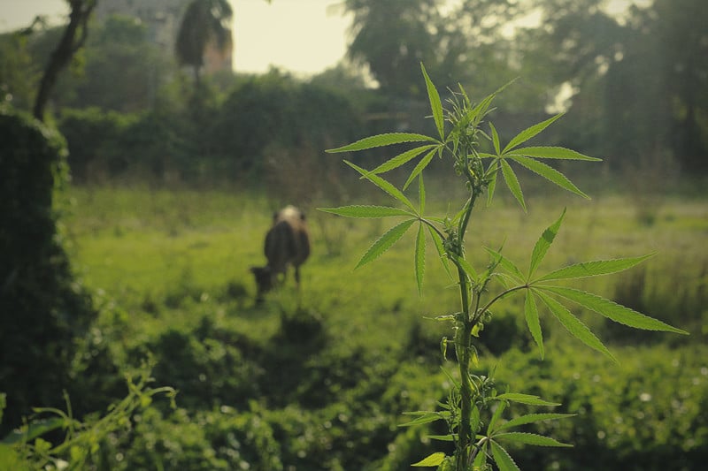 Wie Du Deine Cannabispflanzen vor hungrigen Tieren schützt