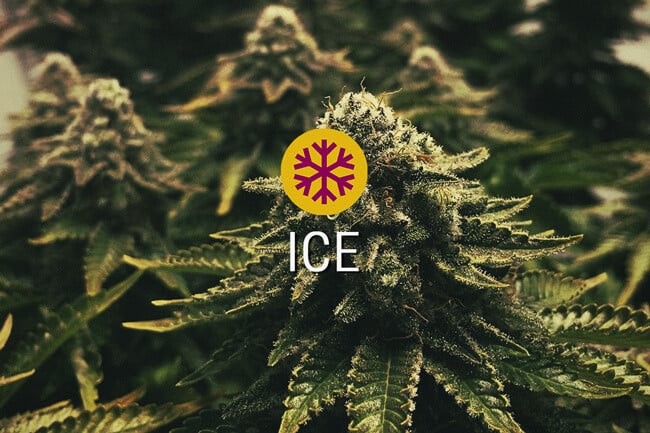 ICE Feminisierte Cannabissamen