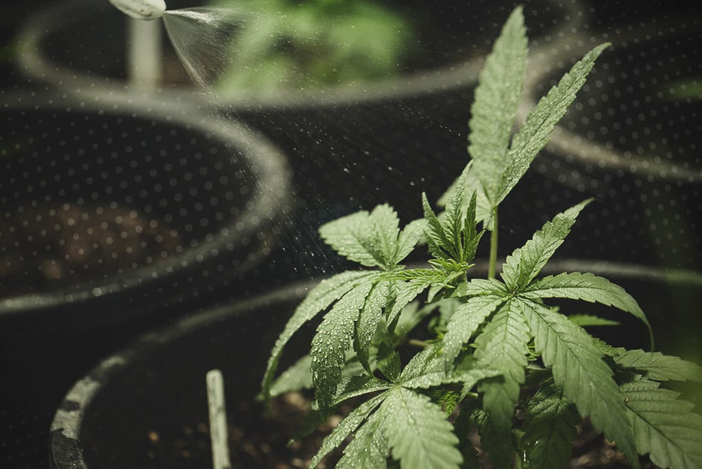 Die richtige Bewässerung von Cannabispflanzen: ein umfassender Leitfaden