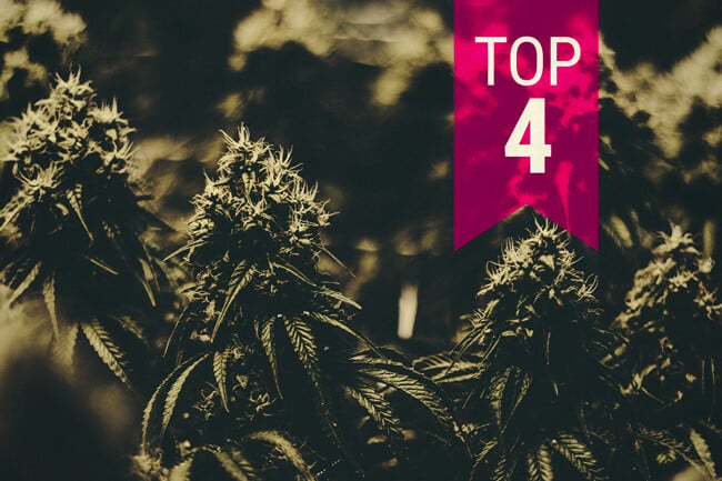 Hier sind 4 Cannabissorten, die rießige Erträge produzieren