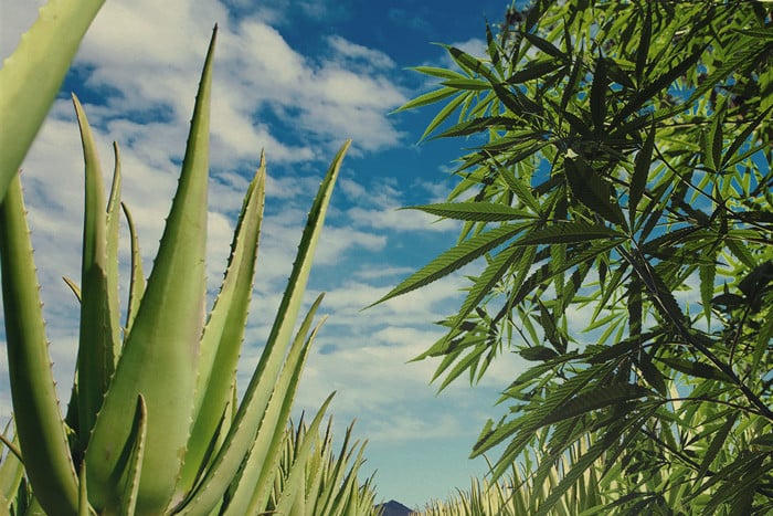 Nutze Aloe Vera, um Deine Cannabispflanzen zu schützen und zu pflegen