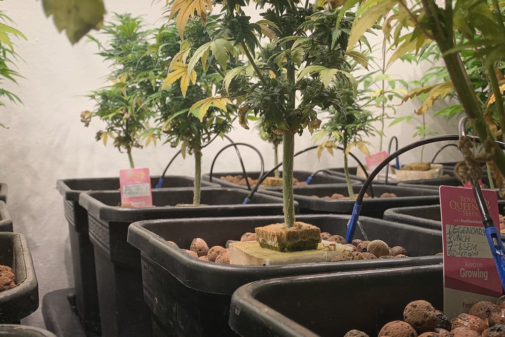 Der Anbau von Cannabis in zirkulierenden Hydrokultursystemen