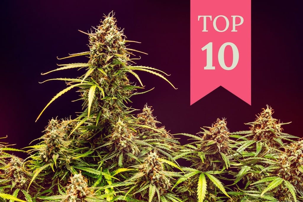 Die 10 besten Cannabissorten für eine euphorische Wirkung