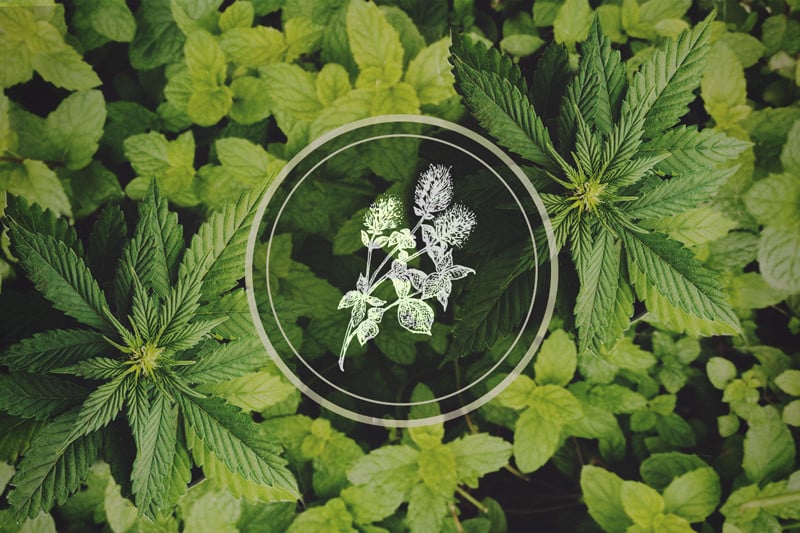 Pfefferminze in Deinem Cannabisgarten: Die Vorteile von Begleitpflanzung