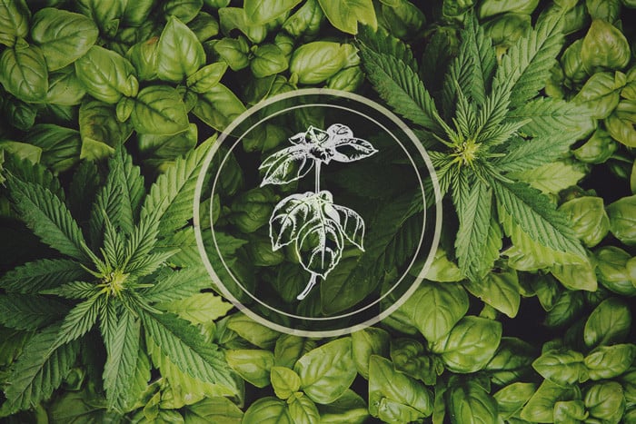 Pflanzen, die Blattläuse abwehren: Basilikum – Die Cannabis-Begleitpflanze