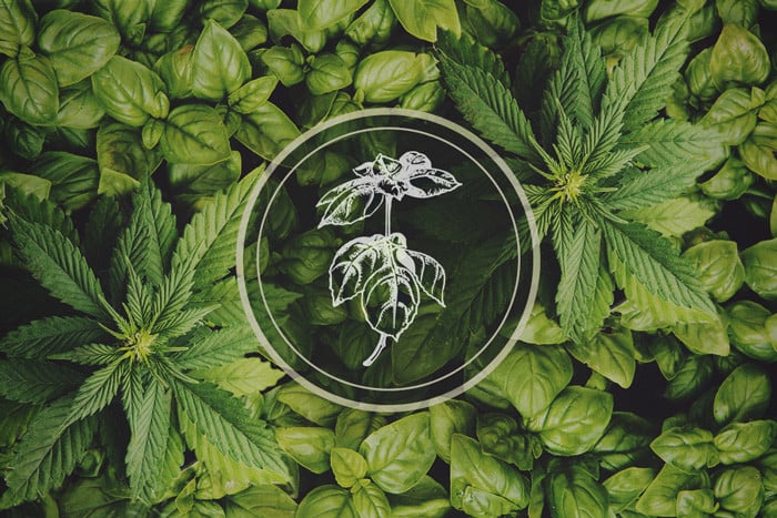 Pflanzen, die Blattläuse abwehren: Basilikum – Die Cannabis-Begleitpflanze
