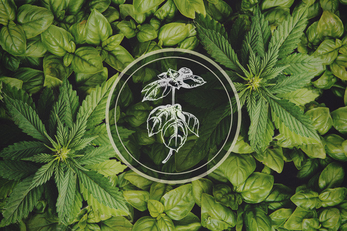 Pflanzen, die Blattläuse abwehren: Basilikum – Die Cannabis-Begleitpflanze