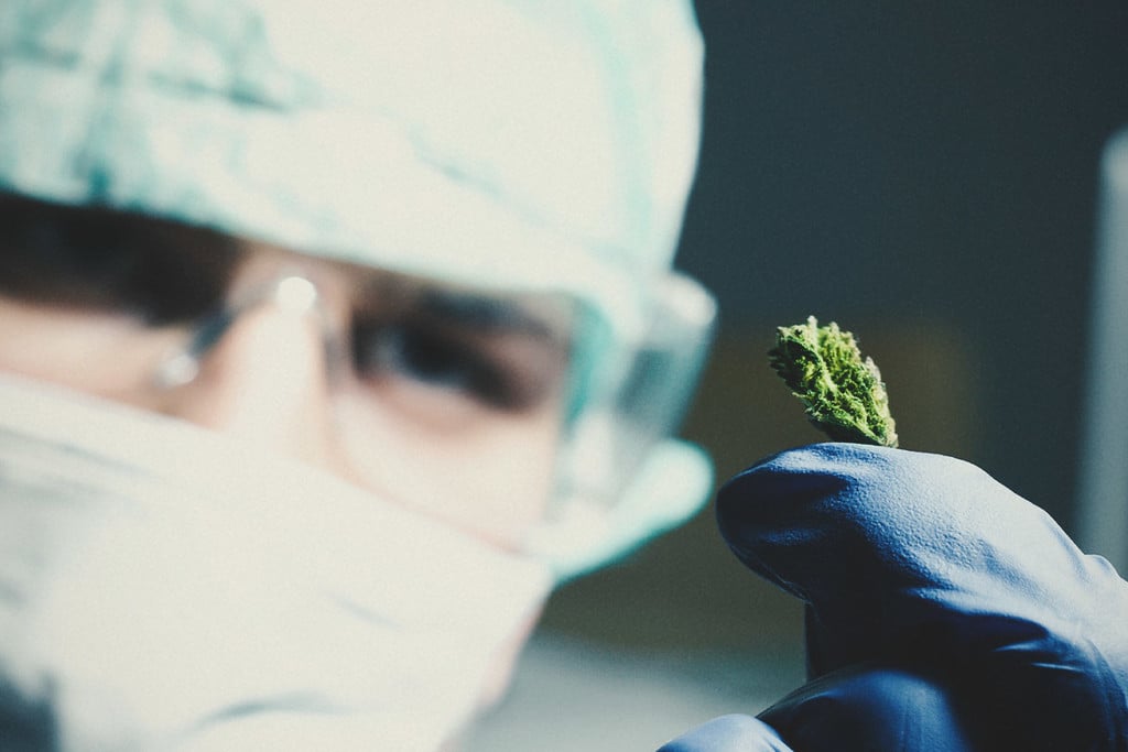 Cannabis und Krebs: Was sagt die Forschung?