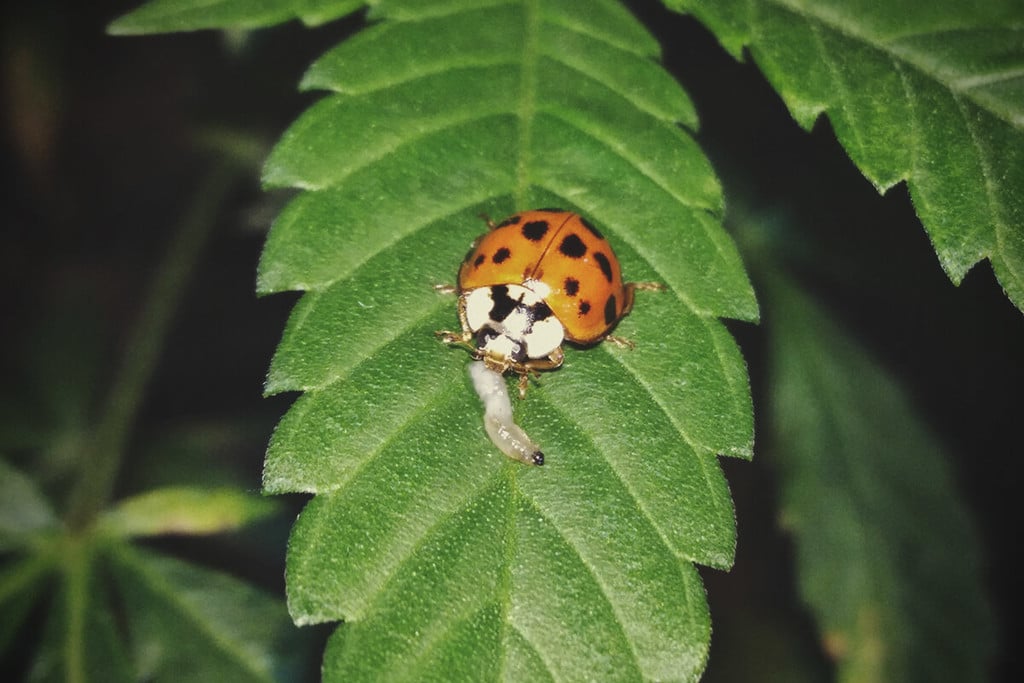 Wie Du Insekten zum Schutz Deiner Cannabispflanzen nutzen kannst