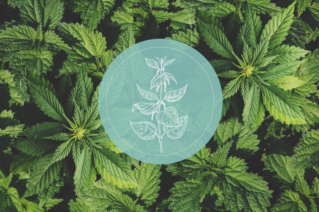 Wie Brennnesseln Cannabispflanzen nützen