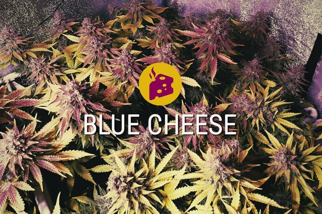 Blue Cheese: Der geschmackliche Cannabis-Gipfel