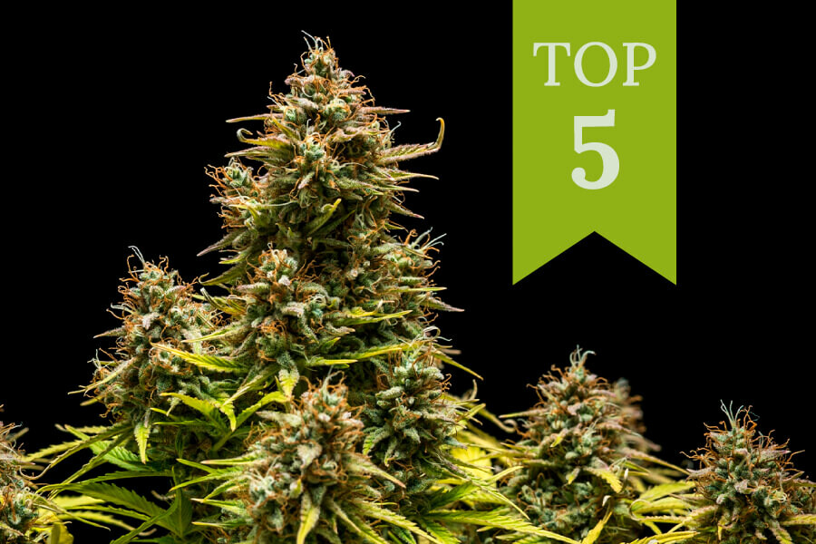 Die Top 5 Sorten für tagsüber