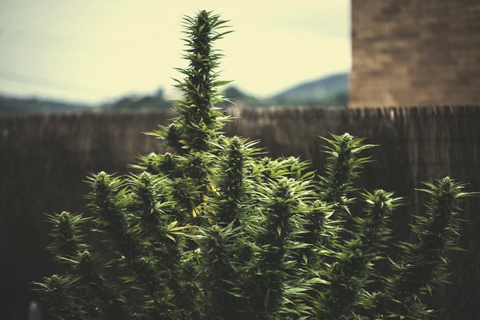 Zum Verständnis des Cannabisertrags pro Pflanze