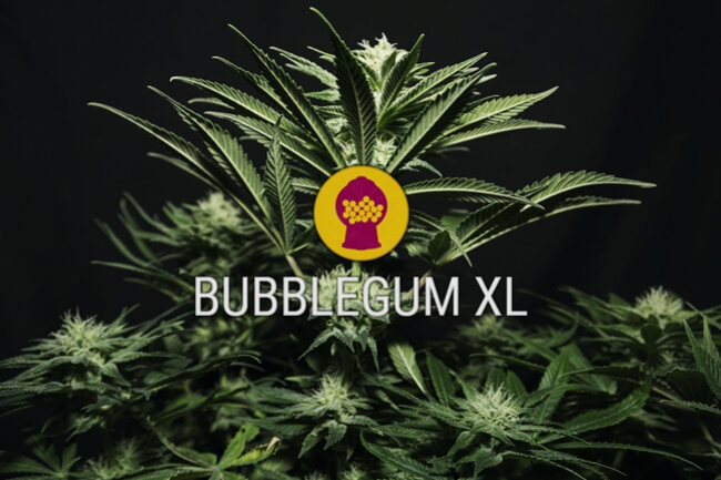 Cannabissorte Bubblegum XL: Feminisierte Cannabissamen