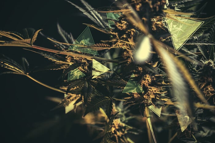 Wie viel THC und CBD wird Deine Cannabispflanze haben?