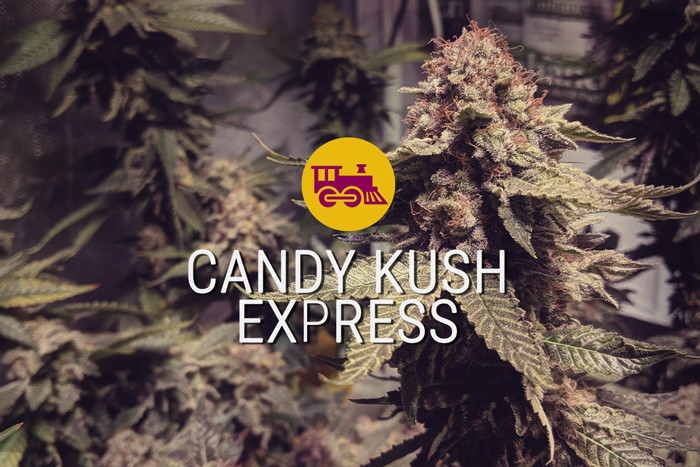 Candy Kush Express feminisierte Cannabissamen