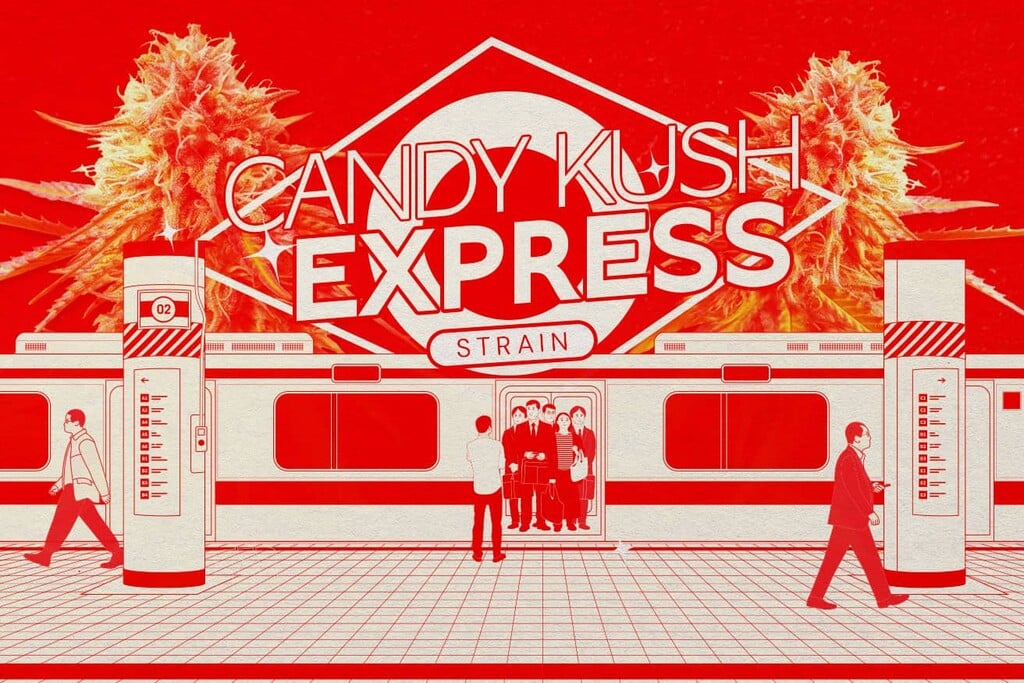 Candy Kush – Süße, beruhigende und starke Cannabissorte