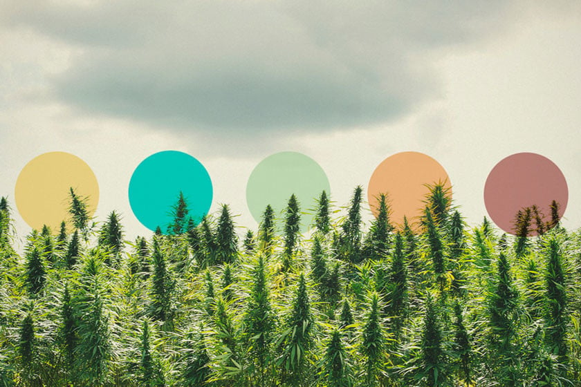 Kann man das Konzept des Terroirs für den Cannabisanbau nutzen?