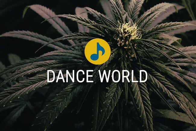 Cannabissorte Dance World: medizinische Cannabissamen