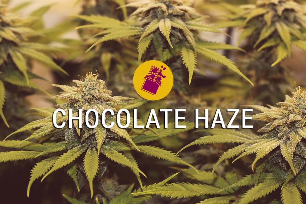 Chocolate Haze: Lebe das süße Leben