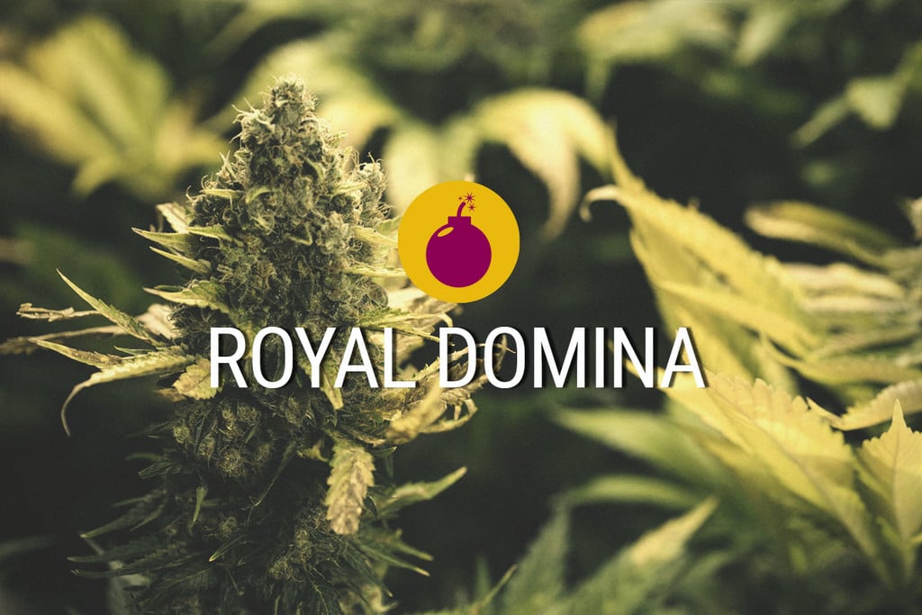 Royal Domina: Eine hammerharte Indica, die eines Königs würdig ist