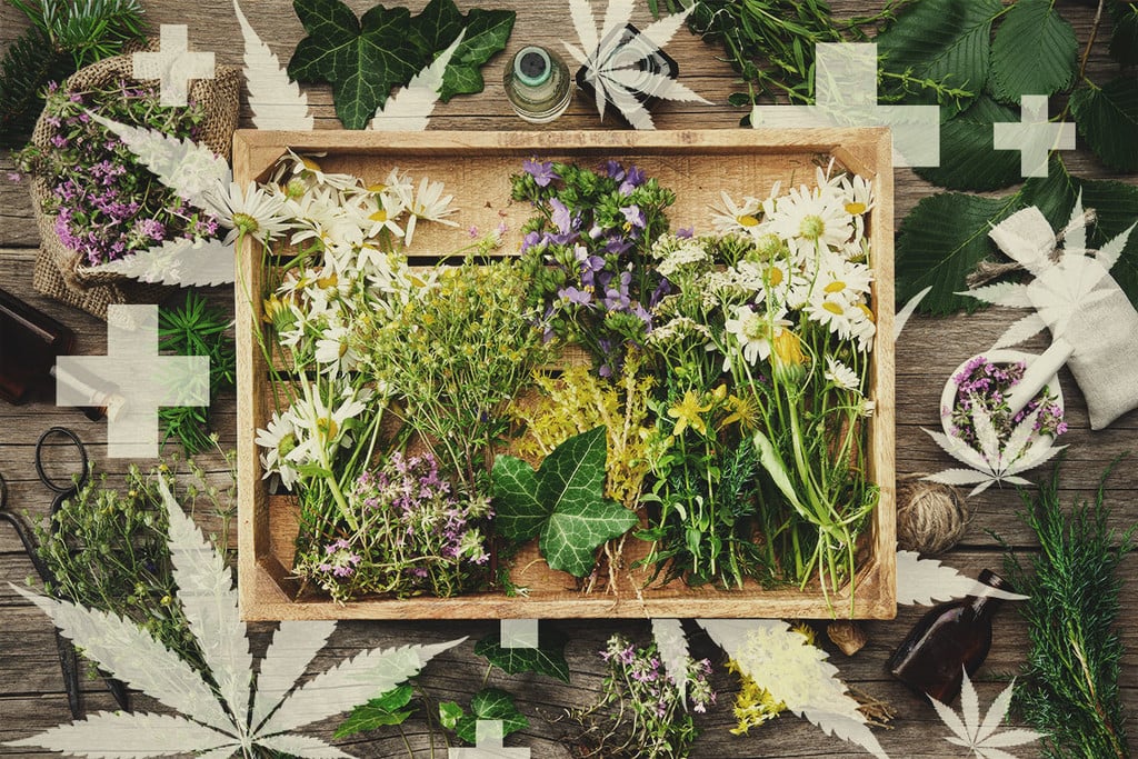 Organische Cannabisnährstoffe und Pflanzenheilmittel