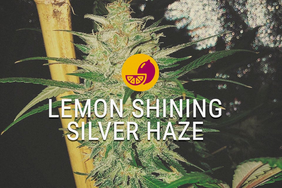 Lemon Shining Silver Haze: Eine Sativa, die niemals schläft