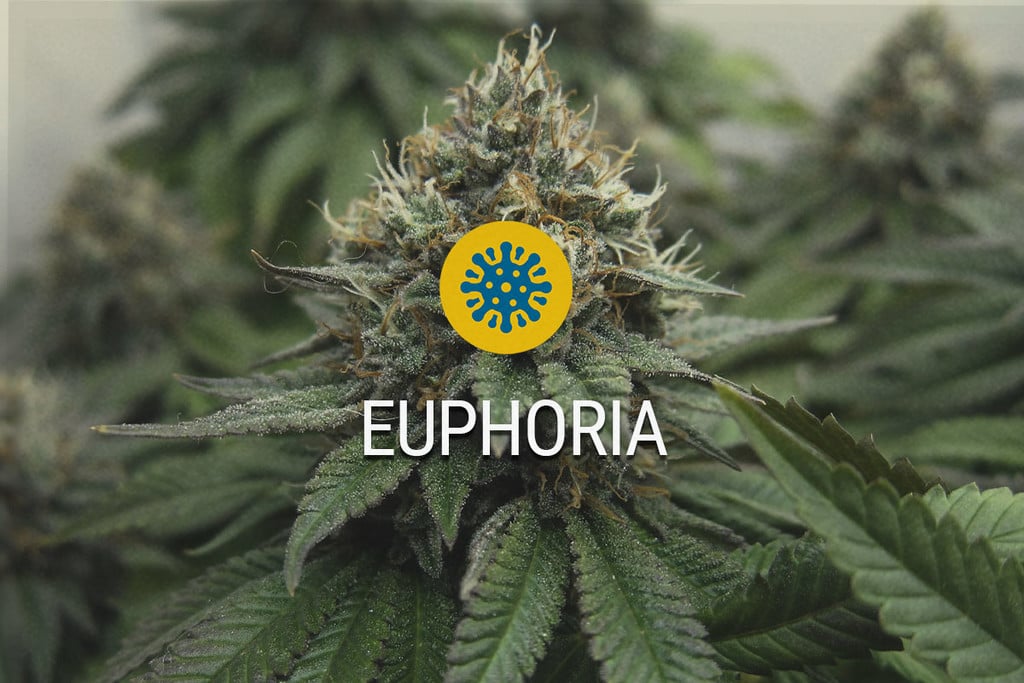 Euphoria: CBD und THC arbeiten Hand in Hand