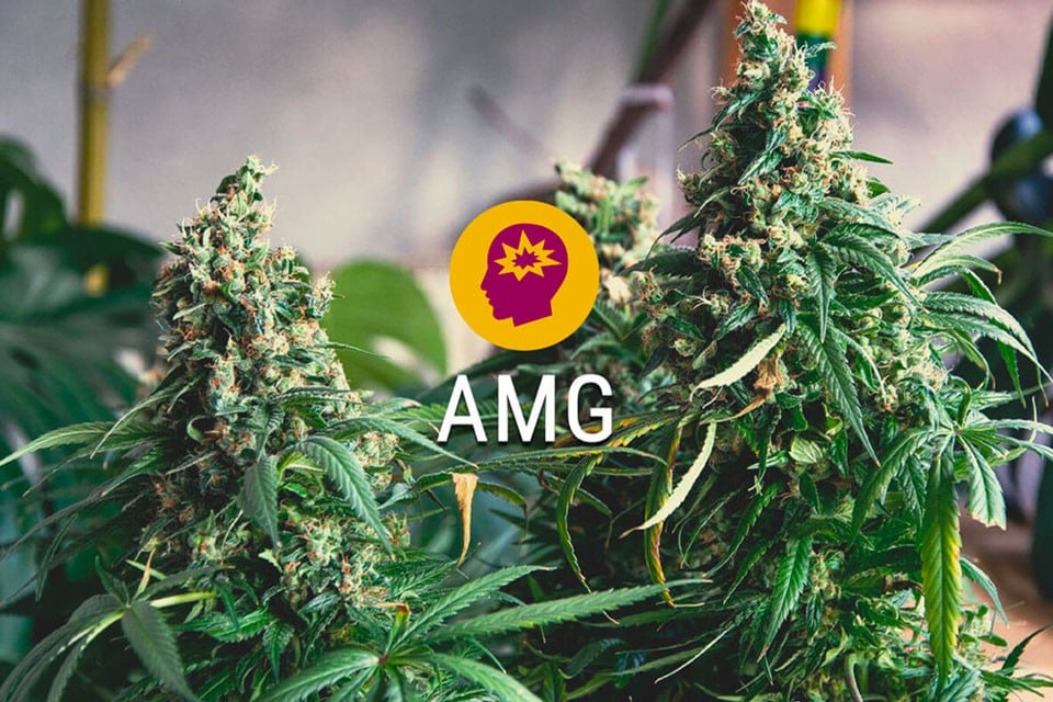 AMG (Amnesia Mac Ganja): Tuning fürs Gehirn