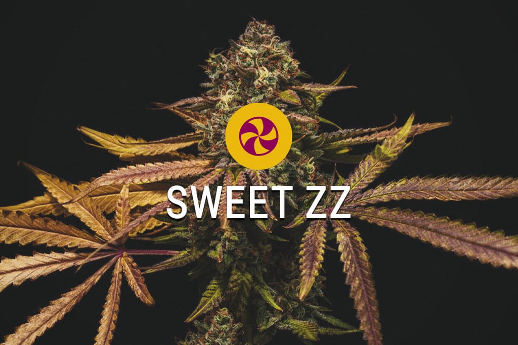 Sweet ZZ: Der Geschmack ist nur der Anfang