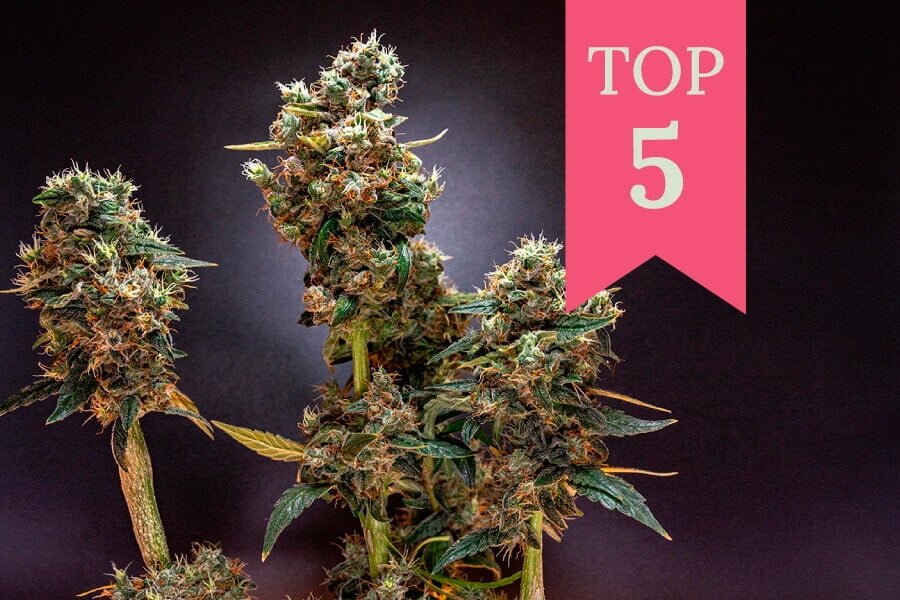 Top 5 Cannabissorten für Regentage