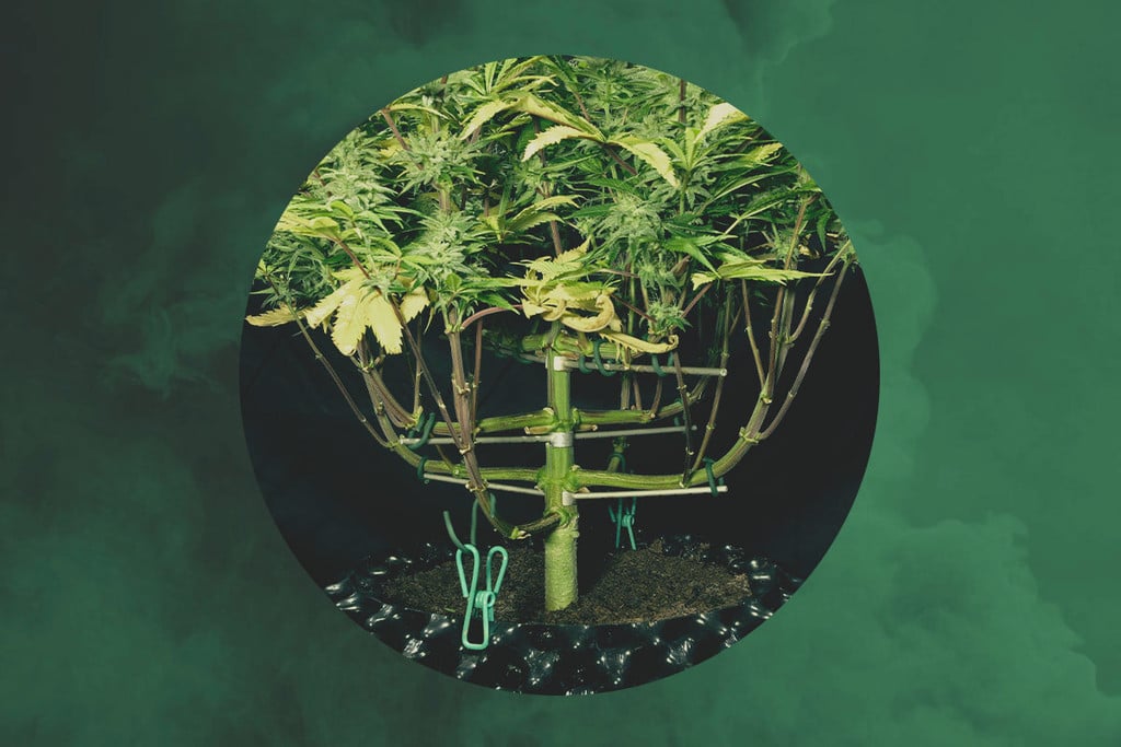 RQS Interviews — Magnetous, der meisterhafte Cannabistrainer