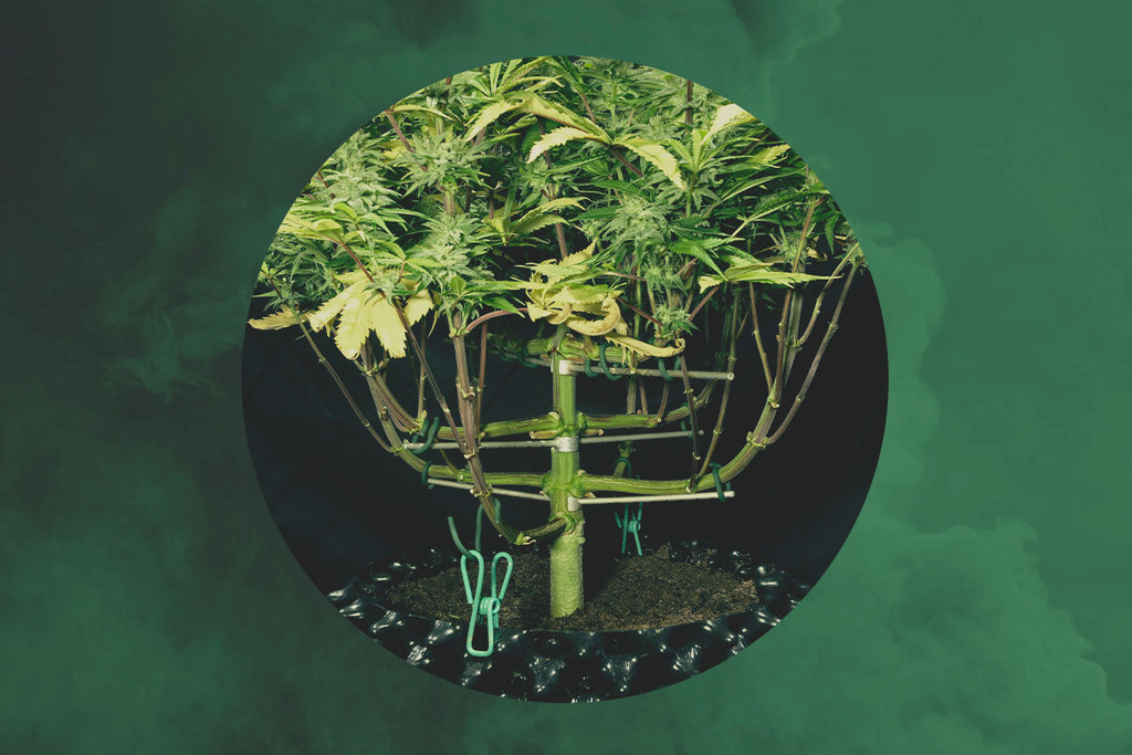 RQS Interviews — Magnetous, der meisterhafte Cannabistrainer