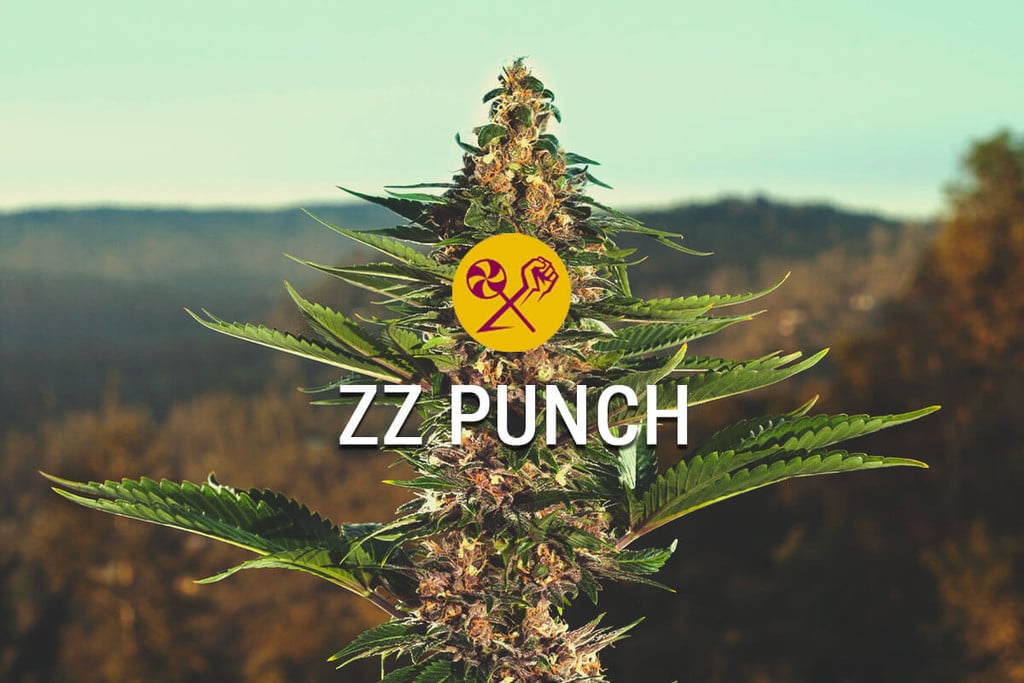 ZZ Punch von RQS x Zamnesia: eine Paarung aus dem Cannabishimmel