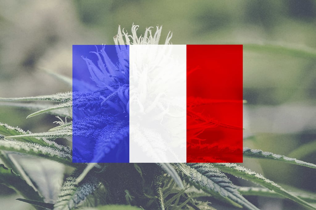 Cannabis in Frankreich anbauen: ein Monat-für-Monat-Leitfaden 